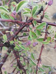 Cotoneaster integerrimus