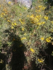 Sophora macrocarpa