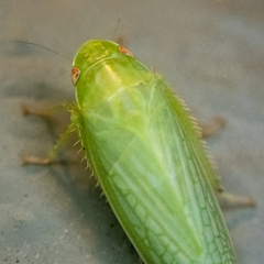 Gyponana