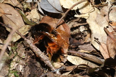 Bombus eximius
