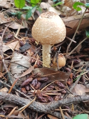 Lepiota magnispora