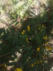Sophora macrocarpa