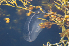Aurelia aurita