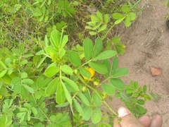 Senna obtusifolia