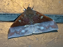 Ischyja