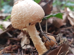 Lepiota magnispora