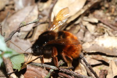Bombus eximius