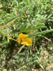 Chamaecrista fasciculata