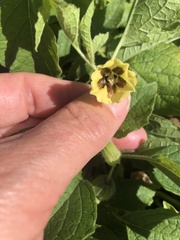 Physalis peruviana