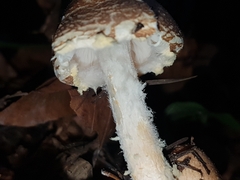 Lepiota magnispora