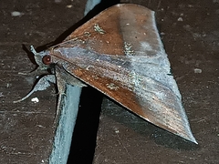 Ischyja