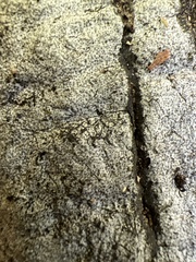 Biscogniauxia atropunctata