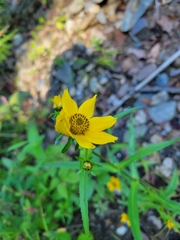 Bidens cernua