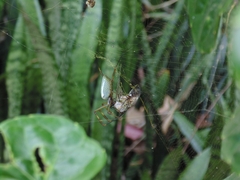 Trichonephila clavipes