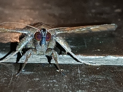 Ischyja