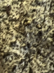 Biscogniauxia atropunctata