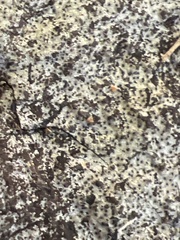 Biscogniauxia atropunctata