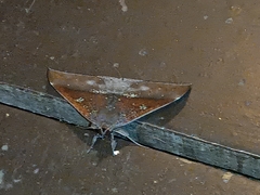 Ischyja