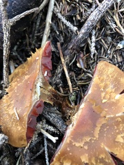 Cortinarius semisanguineus