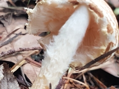 Lepiota magnispora