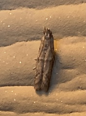 Pigritia