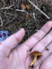 Cortinarius semisanguineus