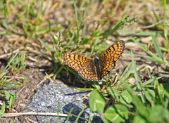 Melitaea cinxia