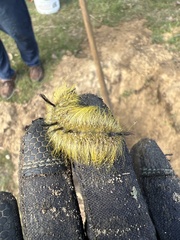 Setaria pumila