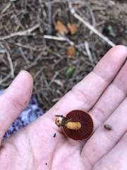Cortinarius semisanguineus