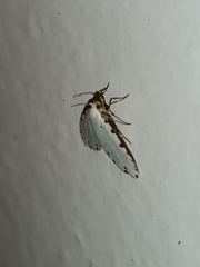 Metaemene circumpunctata