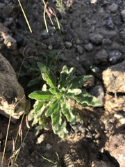 Chamaesaracha sordida