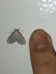 Metaemene circumpunctata