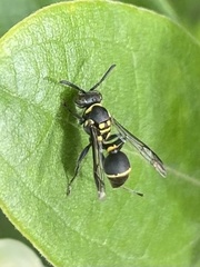 Ropalidia timida