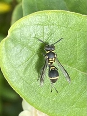 Ropalidia timida