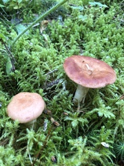 Lactarius vinaceorufescens