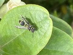Ropalidia timida