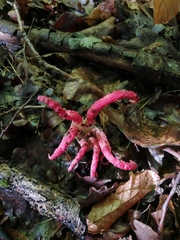 Clathrus archeri