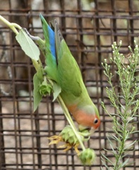 Agapornis roseicollis