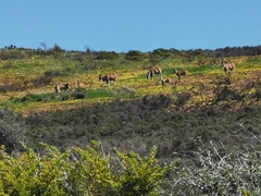 Tragelaphus oryx oryx