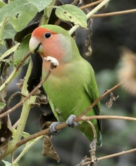 Agapornis roseicollis