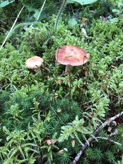 Lactarius vinaceorufescens
