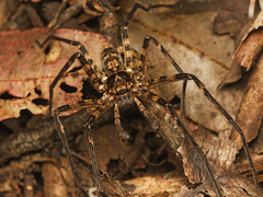 Heteropoda procera