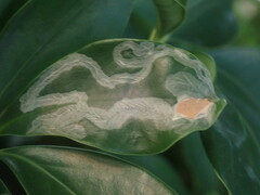 Liriomyza schmidti