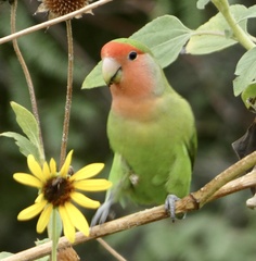 Agapornis roseicollis