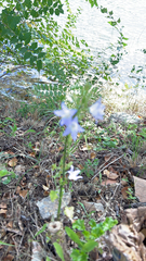 Campanula