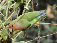 Agapornis roseicollis