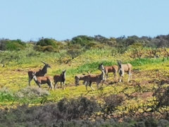 Tragelaphus oryx oryx