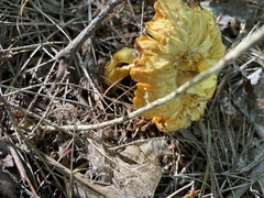 Cantharellus californicus