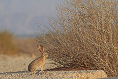 Lepus capensis