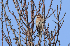 Emberiza leucocephalos